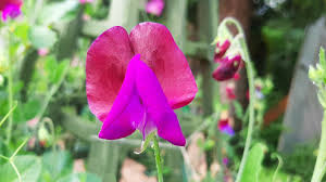 Attēlu rezultāti vaicājumam “Lathyrus pratensis fruit”