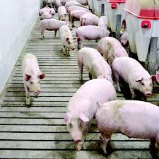 Bildresultat för pigs