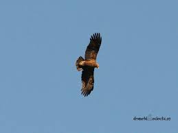 Attēlu rezultāti vaicājumam “Aquila pomarina adult”