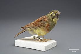 Image result for Emberiza cirlus