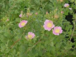 Attēlu rezultāti vaicājumam “Rosa glabrifolia”