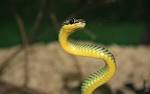 Snake Training Animal wallpaperanimalcute animals_High