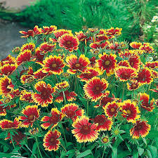 Image result for Gaillardia