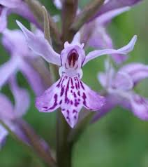 Attēlu rezultāti vaicājumam “Dactylorhiza fuchsii flower”