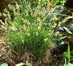 Attēlu rezultāti vaicājumam “Carex montana”