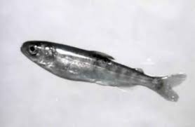 Image result for Alosa chrysochloris