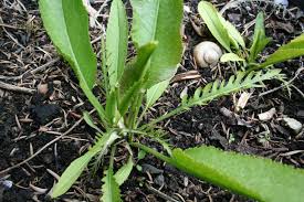 Attēlu rezultāti vaicājumam “Armoracia rusticana leaf”