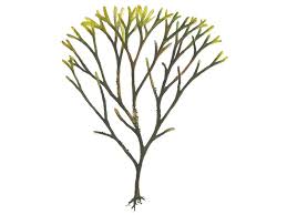 Attēlu rezultāti vaicājumam “Furcellaria lumbricalis”