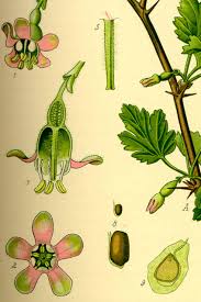 Attēlu rezultāti vaicājumam “Ribes uva-crispa flower”