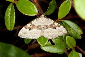 Attēlu rezultāti vaicājumam “Xanthorhoe montanata”