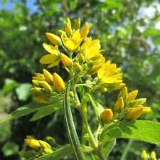 Attēlu rezultāti vaicājumam “Lysimachia vulgaris fruit”