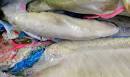 Biology 453 - Shark Urogenital System Photos