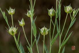 Attēlu rezultāti vaicājumam “Linum usitatissimum bud”