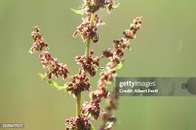Attēlu rezultāti vaicājumam “Rumex obtusifolius fruit”