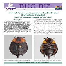 Attēlu rezultāti vaicājumam “Silphidae”
