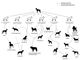 Attēlu rezultāti vaicājumam “Canis lupus familiaris”