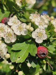 Attēlu rezultāti vaicājumam “Crataegus monogyna subsp. nordica”