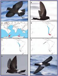 Image result for Oceanites oceanicus