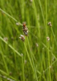 Attēlu rezultāti vaicājumam “Eleocharis uniglumis fruit”