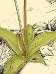 Attēlu rezultāti vaicājumam “Pinguicula alpina”