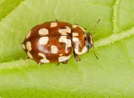 Attēlu rezultāti vaicājumam “Myrrha octodecimguttata”