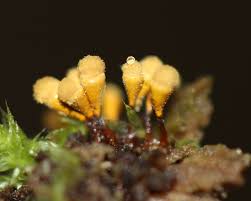 Attēlu rezultāti vaicājumam “Hemitrichia sordivesiculosa”