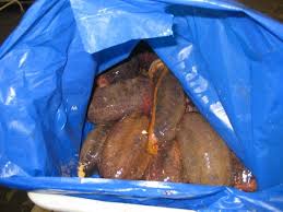 Image result for Cucumaria frondosa