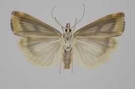 Attēlu rezultāti vaicājumam “Catoptria permutatellus”