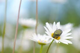 Attēlu rezultāti vaicājumam “Potosia cuprea”