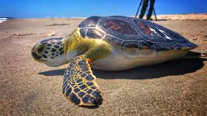 Image result for Chelonia mydas