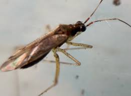 Attēlu rezultāti vaicājumam “Dicyphus sp.”