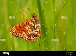 Attēlu rezultāti vaicājumam “Melitaea diamina upperside”