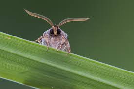 Attēlu rezultāti vaicājumam “Tholera decimalis male”