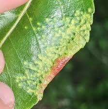 Attēlu rezultāti vaicājumam “Thecabius affinis”