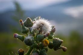 Attēlu rezultāti vaicājumam “Senecio viscosus flower”