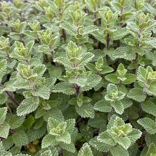 Attēlu rezultāti vaicājumam “Nepeta x faassenii”