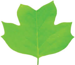 Attēlu rezultāti vaicājumam “leaf”