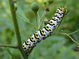 Attēlu rezultāti vaicājumam “Shargacucullia scrophulariae”