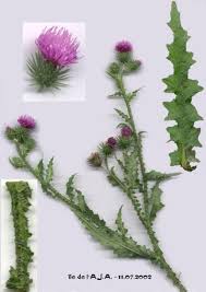 Attēlu rezultāti vaicājumam “Carduus crispus”