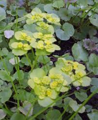 Attēlu rezultāti vaicājumam “Chrysosplenium alternifolium leaf”