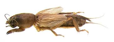 Attēlu rezultāti vaicājumam “Gryllotalpa gryllotalpa”