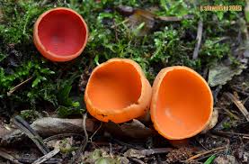 Attēlu rezultāti vaicājumam “Sarcoscypha austriaca”