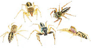 Attēlu rezultāti vaicājumam “Salticidae”