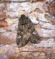 Attēlu rezultāti vaicājumam “Mamestra brassicae pupa”