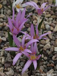 Attēlu rezultāti vaicājumam “Colchicum szovitsii subsp. szovitsii”