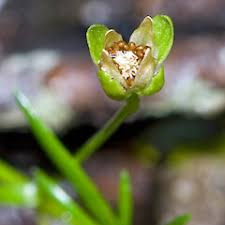 Attēlu rezultāti vaicājumam “Sagina procumbens fruit”