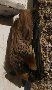 Attēlu rezultāti vaicājumam “Eptesicus serotinus”