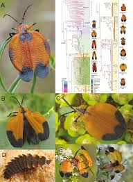Attēlu rezultāti vaicājumam “Lycogala convexum sessile”