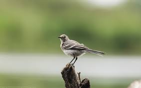 Attēlu rezultāti vaicājumam “Motacilla alba juvenile”