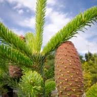 Attēlu rezultāti vaicājumam “Picea abies fo. virgata”